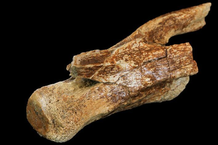 Ornithomimus Caudal Vertebra - Montana #114434